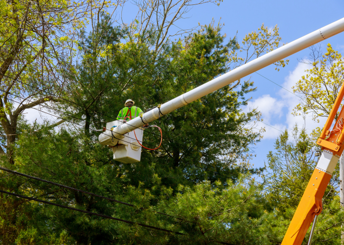 tree service port st lucie fl