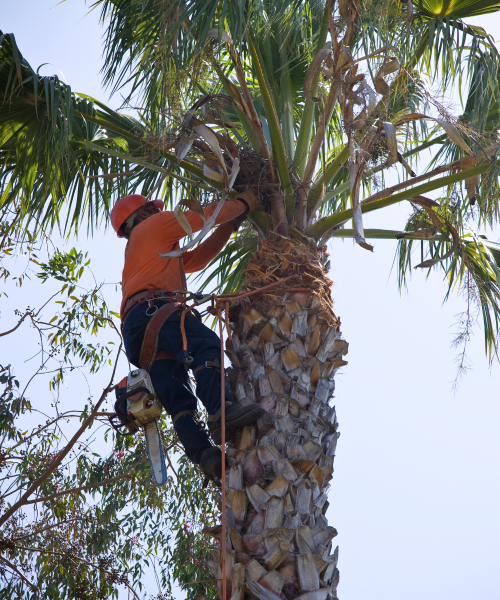 quality tree service port st lucie fl being done