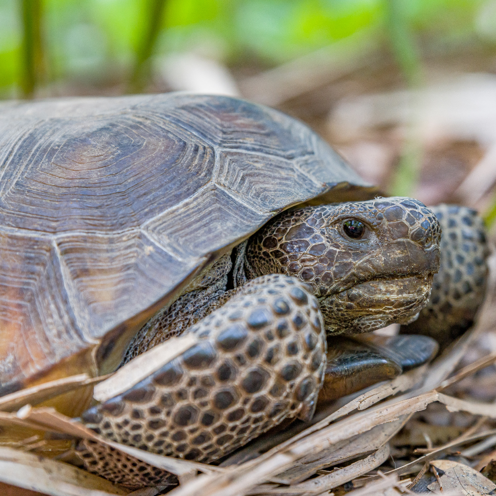 gopher tortoise laying on the ground